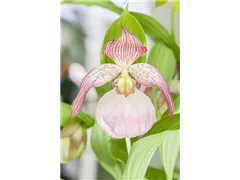 Cypripedium - Frauenschuh Cypripedium - Frauenschuh