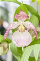 Cypripedium - Frauenschuh Cypripedium - Frauenschuh