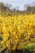 Forsythia x intermedia - Forsythie Forsythia x intermedia - Forsythie