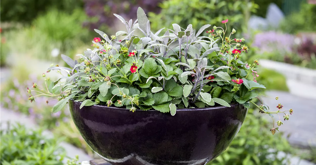  - Urbaner Garten – was ist das?