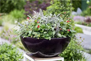 Fragaria vesca var. semperflorens - Monats-Erdbeere Fragaria vesca var. semperflorens - Monats-Erdbeere