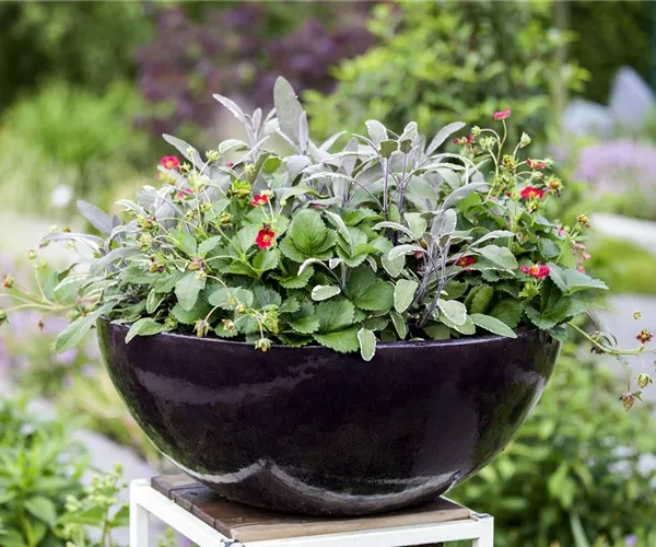 - Urbaner Garten – was ist das?  - Urbaner Garten – was ist das?