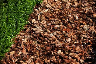 Buxus sempervirens var. arborescens - Hoher Buchsbaum