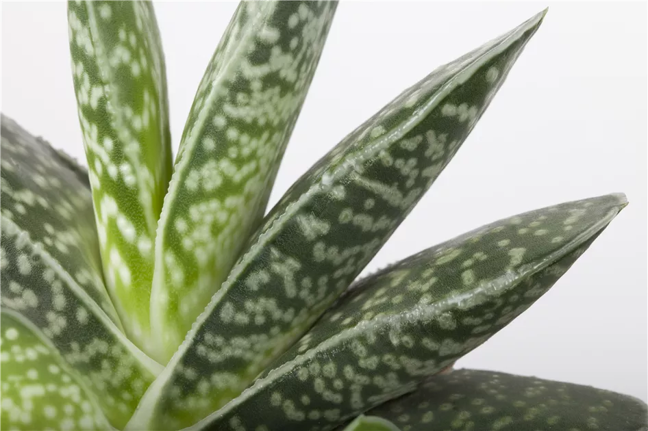 Aloe 'Magic', Aloe variegata 'Magic'