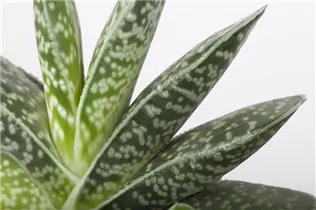 Aloe variegata 'Magic' - Aloe 'Magic' Aloe variegata 'Magic' - Aloe 'Magic'