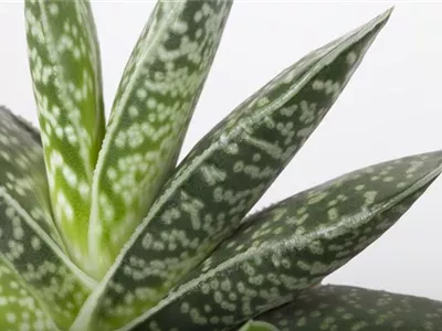 Aloe variegata 'Magic' - Aloe 'Magic' Aloe variegata 'Magic' - Aloe 'Magic'