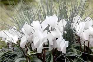 Cyclamen persicum - Zimmer-Alpenveilchen Cyclamen persicum - Zimmer-Alpenveilchen