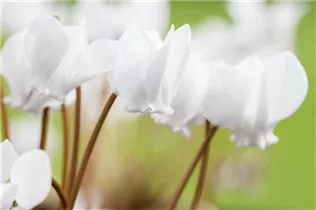 Cyclamen hederifolium 'Album' - Garten-Herbst-Alpenveilchen 'Album'