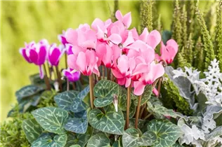 Cyclamen persicum 'Out-Land' - Alpenveilchen 'Out-Land' Cyclamen persicum 'Out-Land' - Alpenveilchen 'Out-Land'