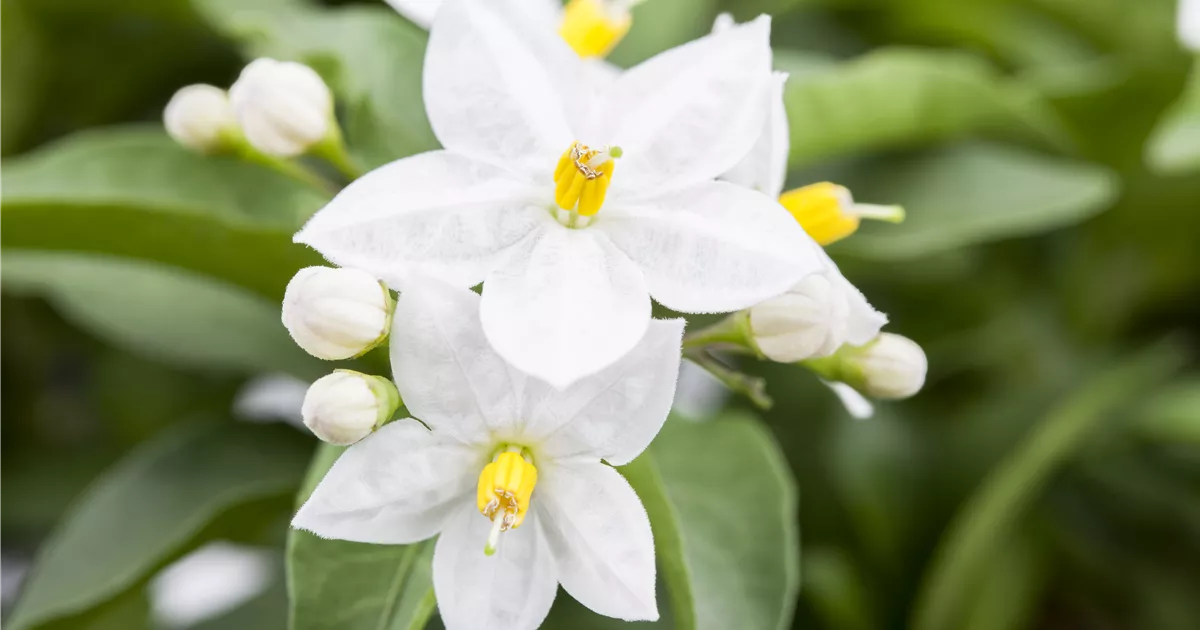  - Der Sommerjasmin – alles andere als unscheinbar