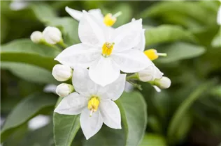 - Solanum jasminoides  - Solanum jasminoides