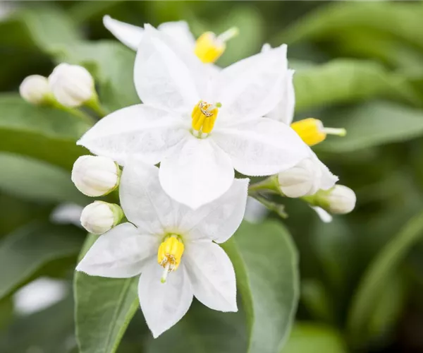 - Der Sommerjasmin – alles andere als unscheinbar  - Der Sommerjasmin – alles andere als unscheinbar