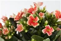 - Die Kalanchoe - unsterbliche Schönheit  - Die Kalanchoe - unsterbliche Schönheit