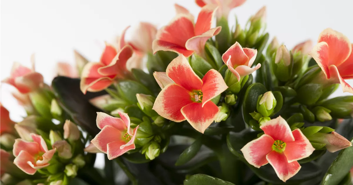  - Die Kalanchoe - unsterbliche Schönheit