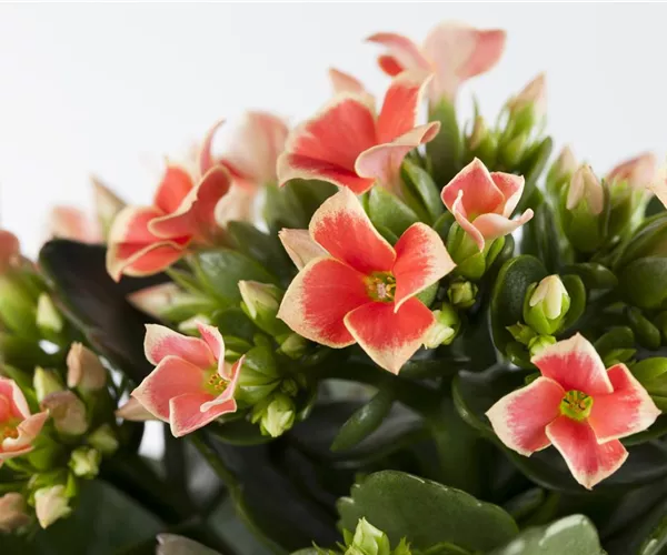 - Die Kalanchoe - unsterbliche Schönheit  - Die Kalanchoe - unsterbliche Schönheit
