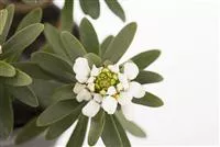 - Die Schleifenblume – ein wahres Mauerblümchen  - Die Schleifenblume – ein wahres Mauerblümchen