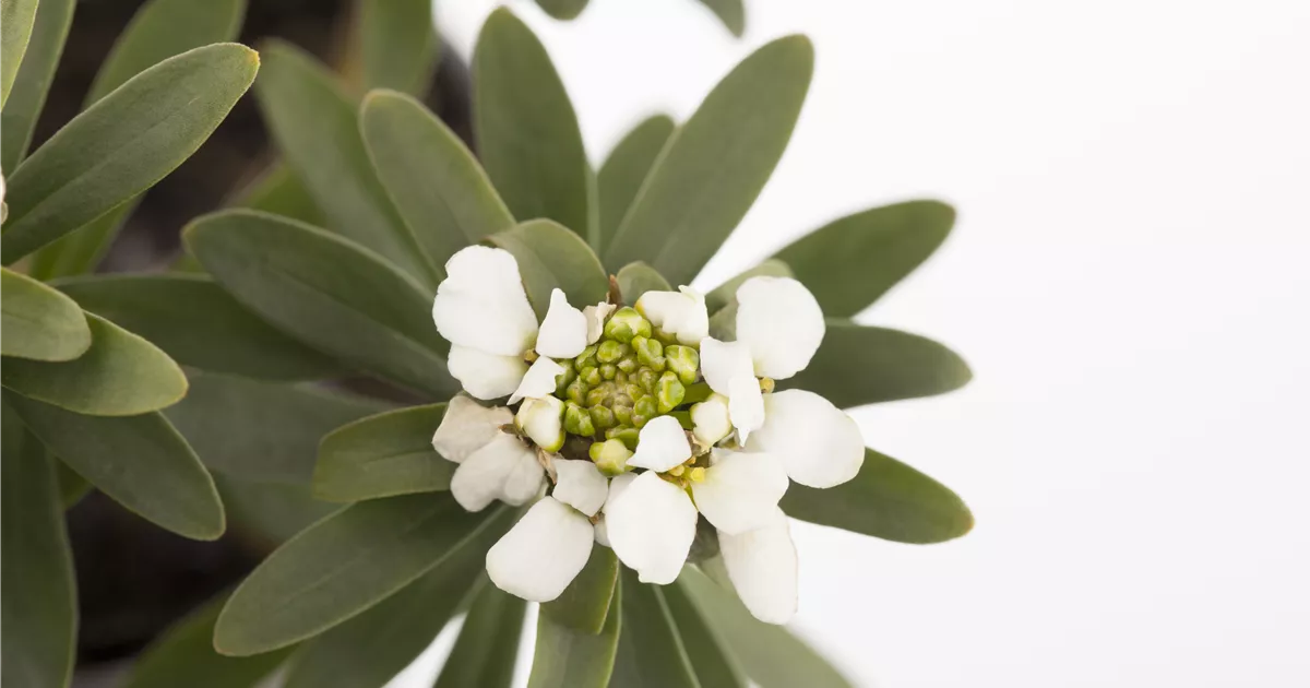 - Die Schleifenblume – ein wahres Mauerblümchen