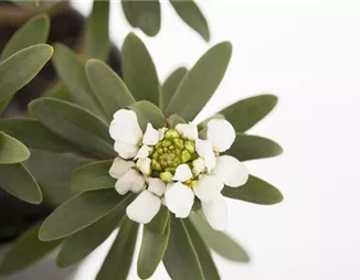 Die Schleifenblume – ein wahres Mauerblümchen