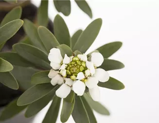 Die Schleifenblume – ein wahres Mauerblümchen