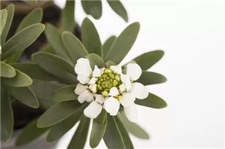 Iberis sempervirens - Immergrüne Schleifenblume Iberis sempervirens - Immergrüne Schleifenblume