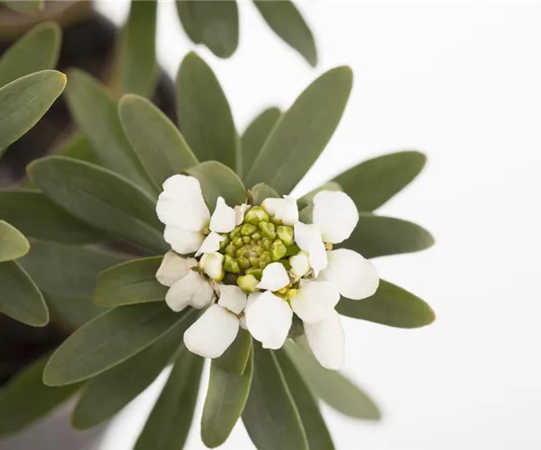 - Die Schleifenblume – ein wahres Mauerblümchen  - Die Schleifenblume – ein wahres Mauerblümchen