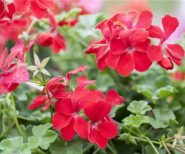 - Die idealen Nachbarn für Geranien  - Die idealen Nachbarn für Geranien