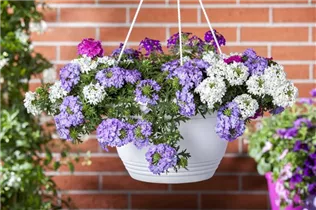 - Verbena hängend  - Verbena hängend