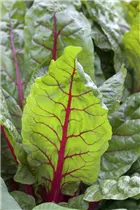 Beta vulgaris var. cicla 'Bright Lights' - Blatt-Mangold 'Bright Lights' Beta vulgaris var. cicla 'Bright Lights' - Blatt-Mangold 'Bright Lights'
