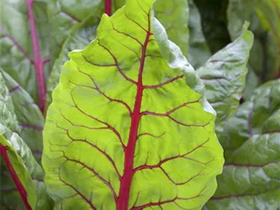 Beta vulgaris var. cicla 'Bright Lights' - Blatt-Mangold 'Bright Lights' Beta vulgaris var. cicla 'Bright Lights' - Blatt-Mangold 'Bright Lights'