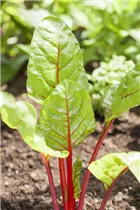 Beta vulgaris var. cicla - Blatt-Mangold Beta vulgaris var. cicla - Blatt-Mangold