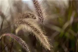 Pennisetum setaceum 'Red Fox' - Garten-Lampenputzergras 'Red Fox'