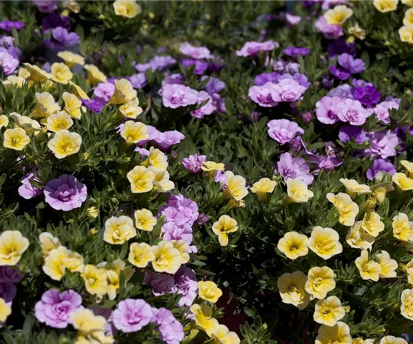 - Farbe bekennen macht im Garten richtig Spaß!  - Farbe bekennen macht im Garten richtig Spaß!