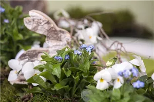 Myosotis sylvatica - Wald-Vergissmeinnicht Myosotis sylvatica - Wald-Vergissmeinnicht
