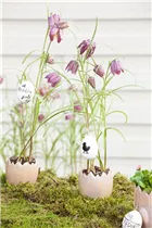 Blumenzwiebeln - Fritillaria meleagris Mischung x10