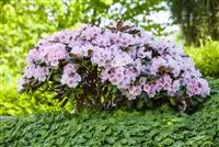 - Der Rhododendron – der Strauch mit den prächtigen Blüten  - Der Rhododendron – der Strauch mit den prächtigen Blüten