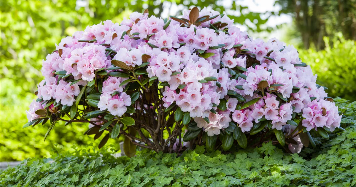  - Der Rhododendron – der Strauch mit den prächtigen Blüten