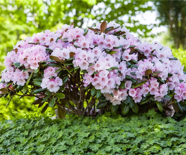 - Der Rhododendron – der Strauch mit den prächtigen Blüten  - Der Rhododendron – der Strauch mit den prächtigen Blüten