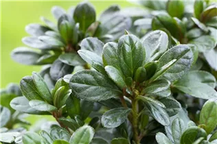  - Rhododendron obtusum 'Canzonetta'