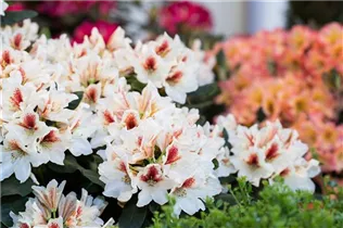 - Rhododendron 'Amber Kiss'  - Rhododendron 'Amber Kiss'