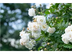 Kletterrose 'Madame Alfred Carrière' - Rosa 'Madame Alfred Carrière' Kletterrose 'Madame Alfred Carrière' - Rosa 'Madame Alfred Carrière'