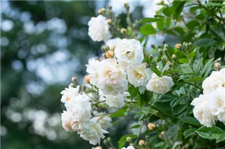 Kletterrose 'Madame Alfred Carrière' - Rosa 'Madame Alfred Carrière' Kletterrose 'Madame Alfred Carrière' - Rosa 'Madame Alfred Carrière'