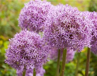 Allium – pflegeleichter Zierlauch als Gartenschmuck