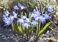 - Blumenzwiebeln im Steingarten – So gelingt die Farbenpracht  - Blumenzwiebeln im Steingarten – So gelingt die Farbenpracht