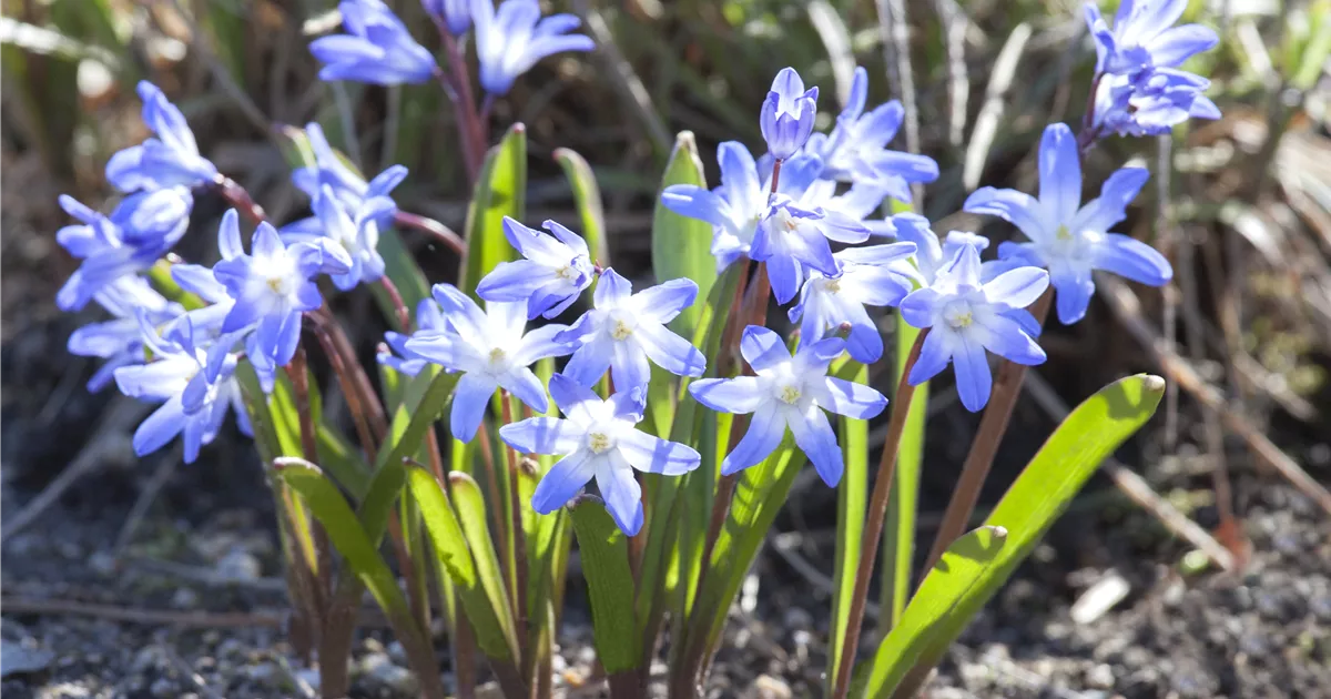  - Blumenzwiebeln im Steingarten – So gelingt die Farbenpracht