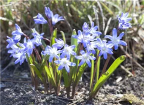 Chionodoxa forbesii 'Blue Giant' - Schneeglanz 'Blue Giant'