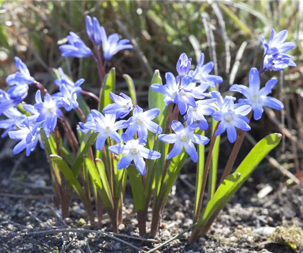 - Blumenzwiebeln im Steingarten – So gelingt die Farbenpracht  - Blumenzwiebeln im Steingarten – So gelingt die Farbenpracht