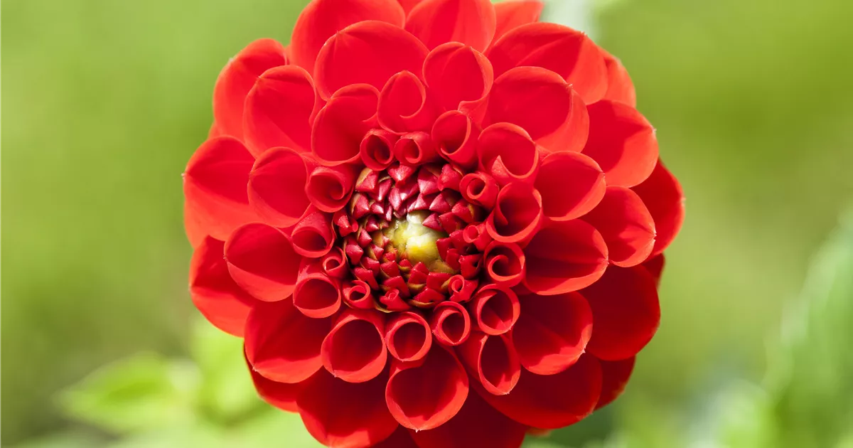  - Dahlien – Blütenzauber im Sommer