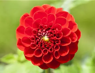 Dahlien – Blütenzauber im Sommer