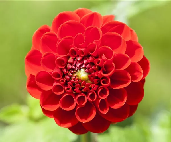 - Dahlien – Blütenzauber im Sommer  - Dahlien – Blütenzauber im Sommer