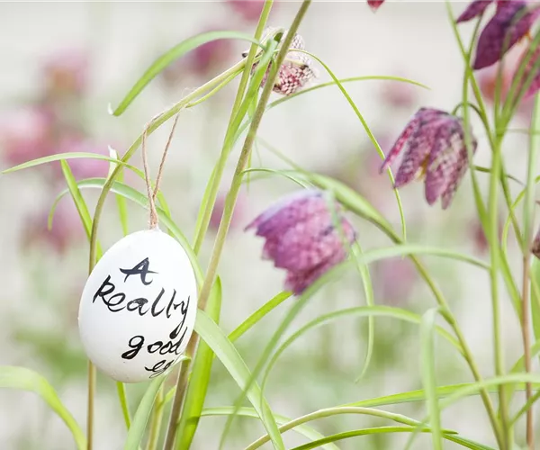 - Der Garten für den Osterhasen – ein Frühlingsparadies!  - Der Garten für den Osterhasen – ein Frühlingsparadies!